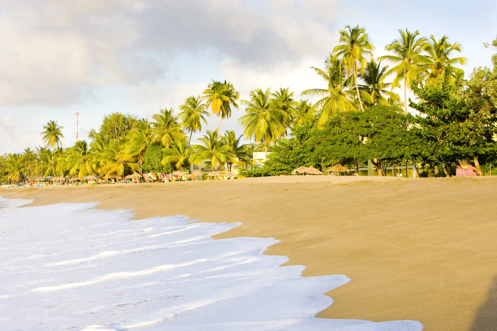 Wide sandy beach with palm trees and sunshades